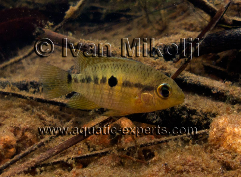 Aequidens chimantanus